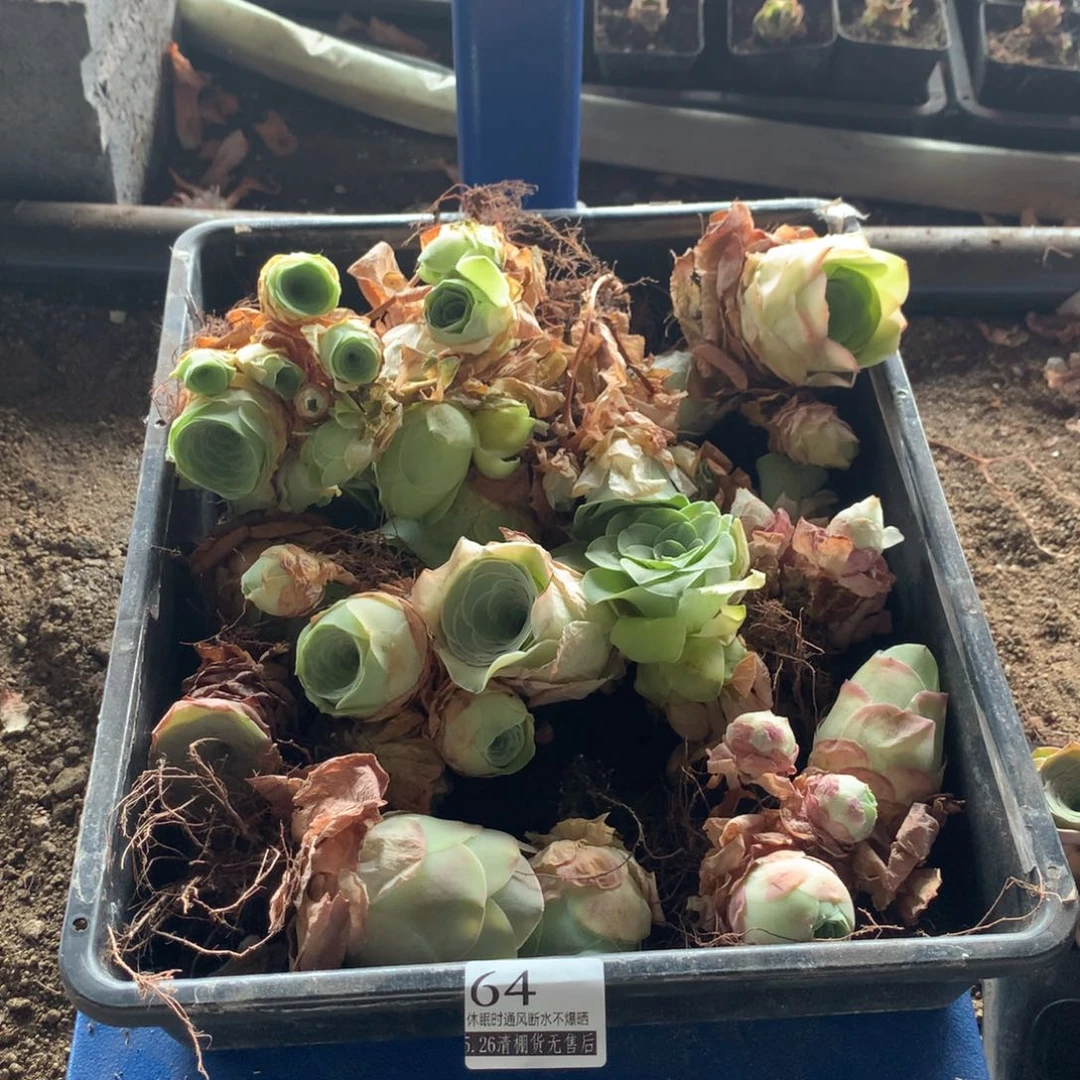 清棚处理福利款64