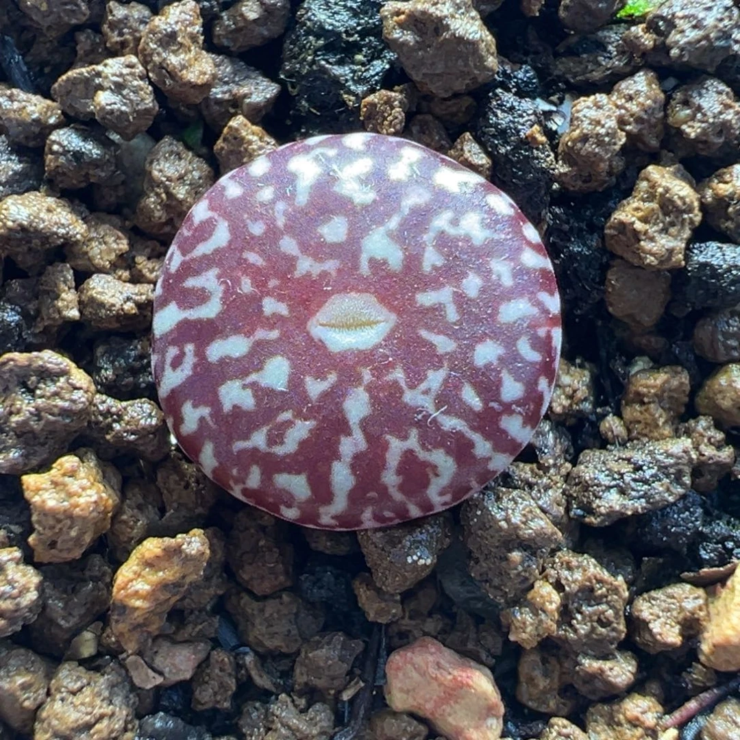 154多肉植物种类多样
