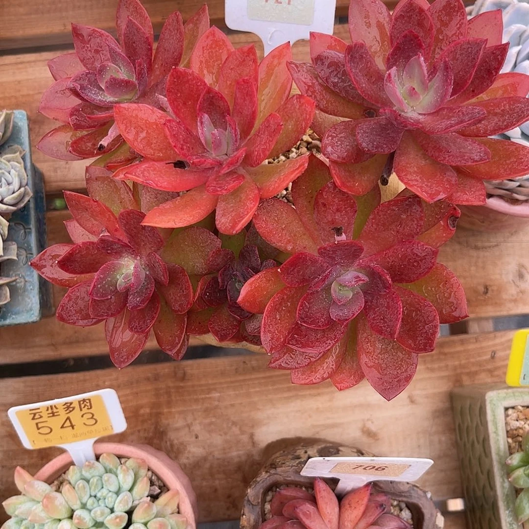 夏***荷云尘多肉一物一拍721不含盆