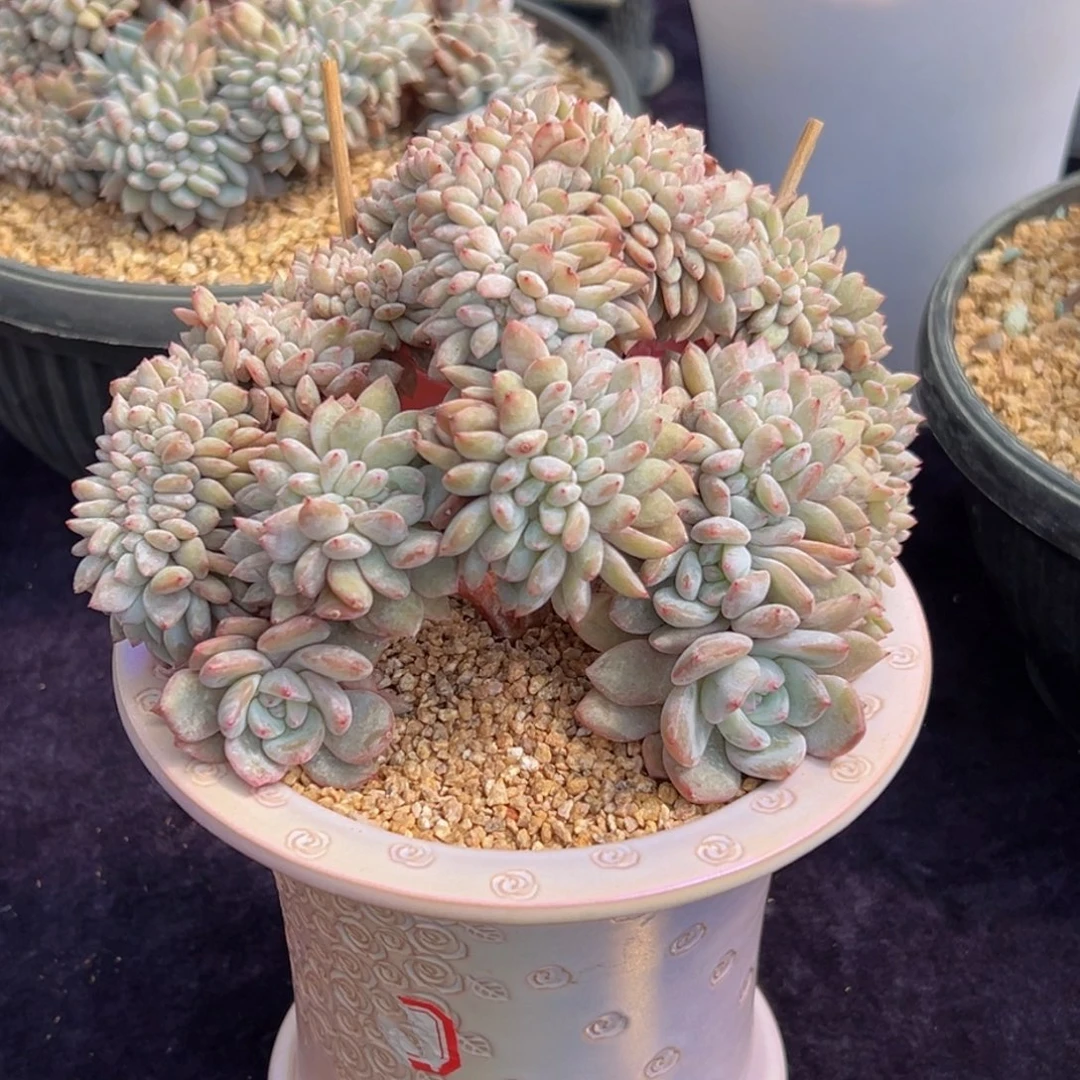 新年快乐 新年快乐