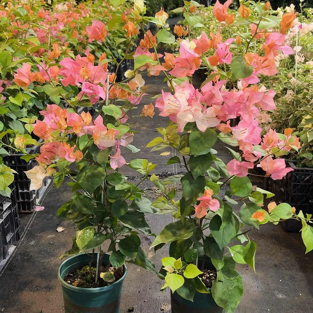 当前无花栽培后可以开花橙口红带竹一颗