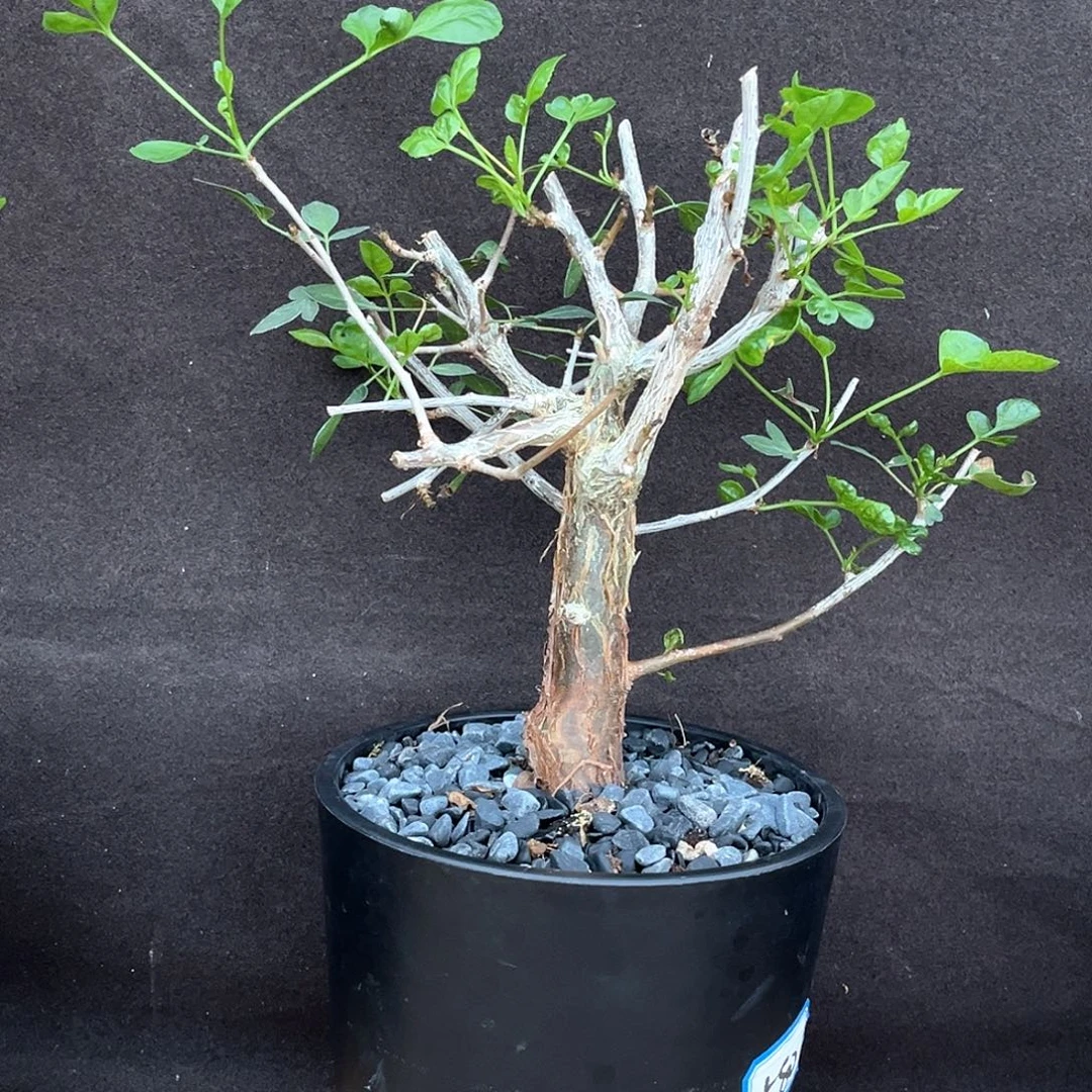 潮流植物小叶芳香橄榄，2.6公分