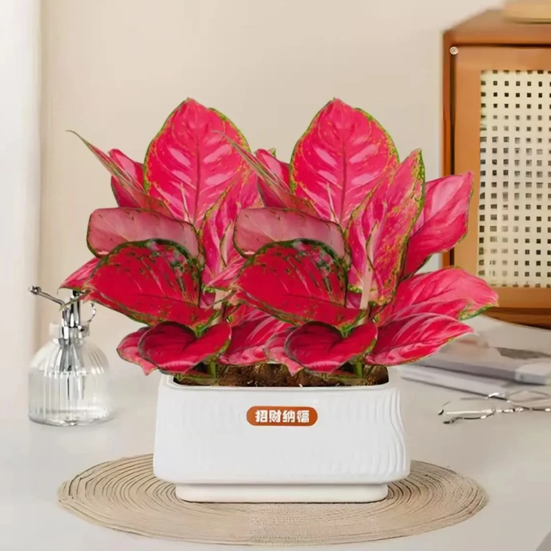 吉利红如意盆栽D水培植物吸除甲醛好养四季易活