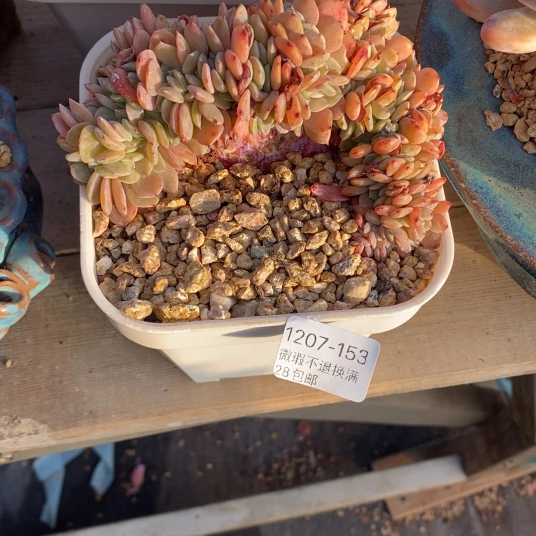 心***飞153号多肉植物缀化