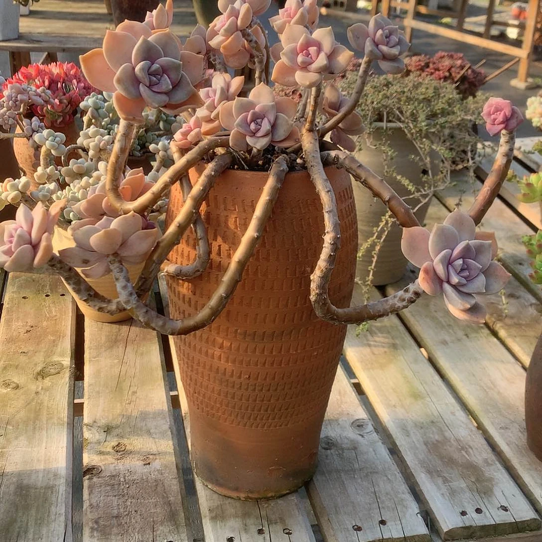 女***吖紫乐多肉植物带盆