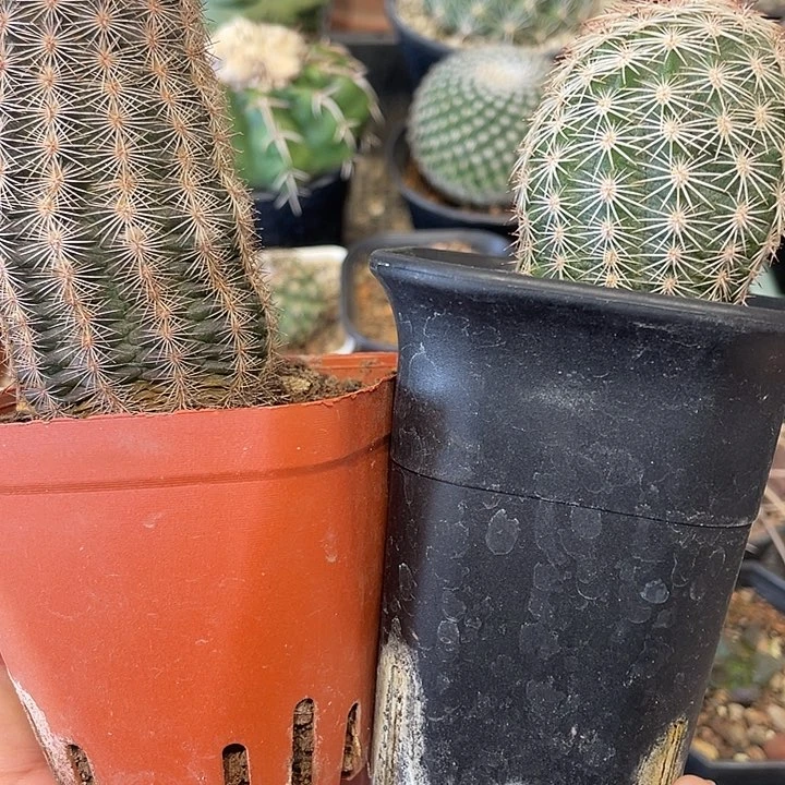 实生皇冠仙人球，虾