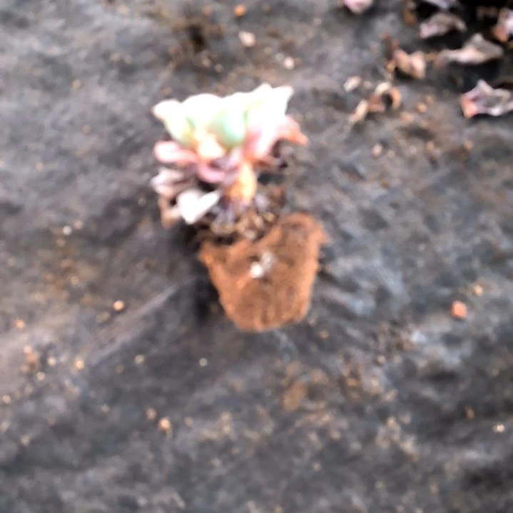 黄桃老苗，，满5元包邮