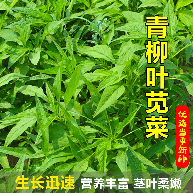 【满5包包邮】青柳叶苋菜种子种籽菜四季野菜籽种春秋种孑汗菜籽汉