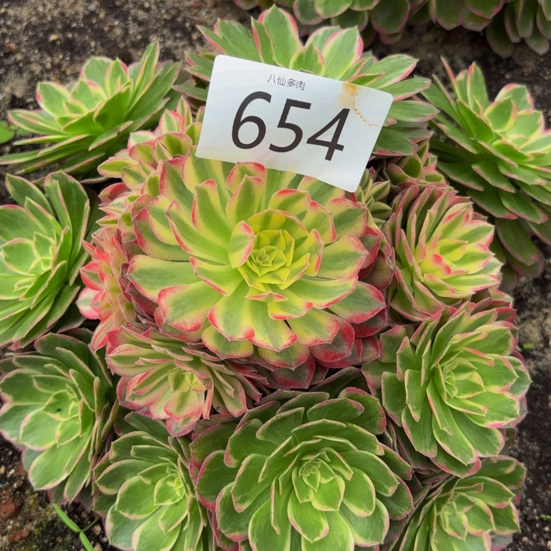 654多肉植物不知名阴阳