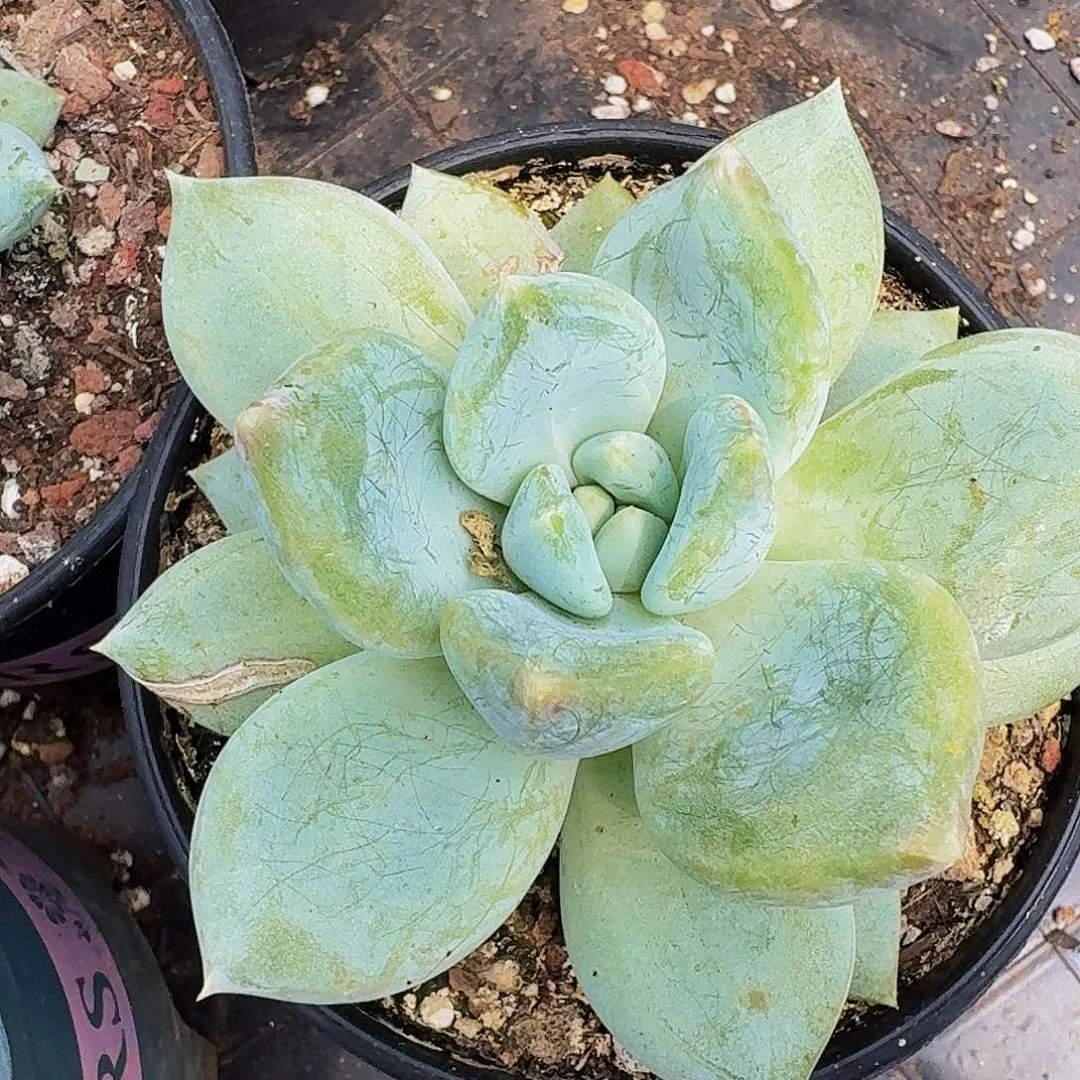 小何多肉植物一物一拍