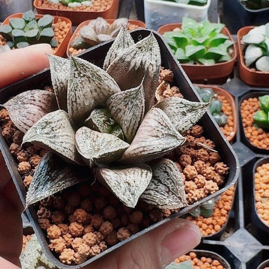 十二卷 玉津姬 福利