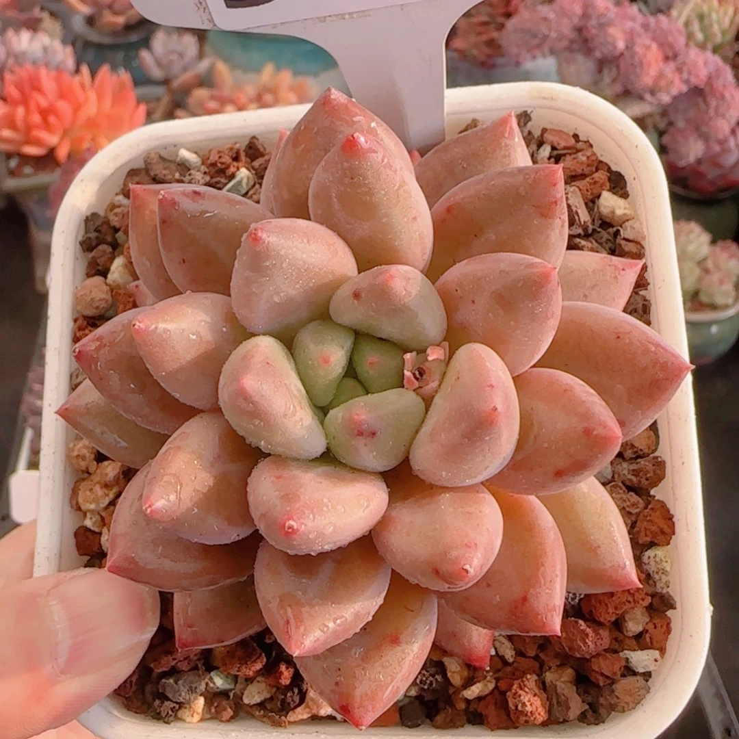 多肉植物3122…………..