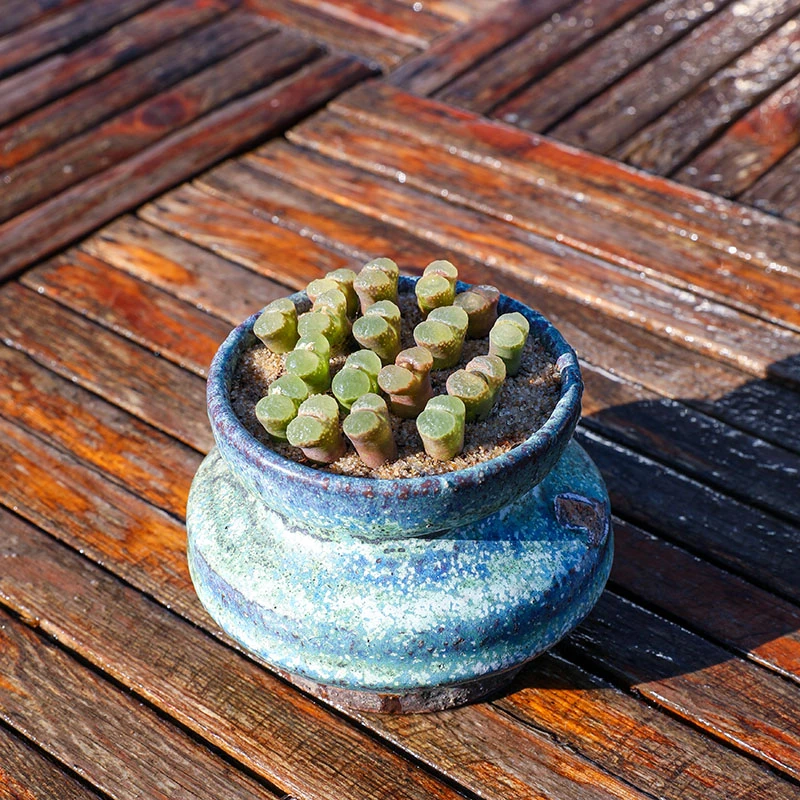 樱花风铃玉5颗 多肉植物稀有肉锥趣味组合盆栽