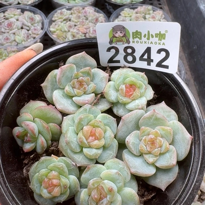 多肉植物多肉植物