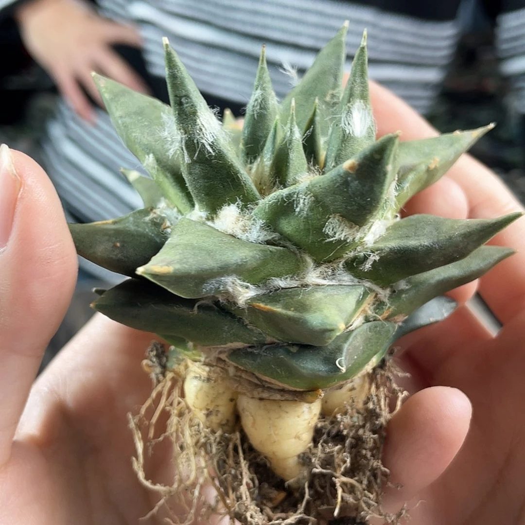 8cm自根龙牙牡丹萝卜根