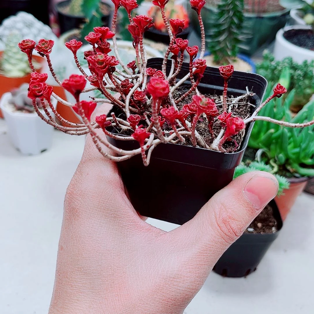 多头小球玫瑰多肉