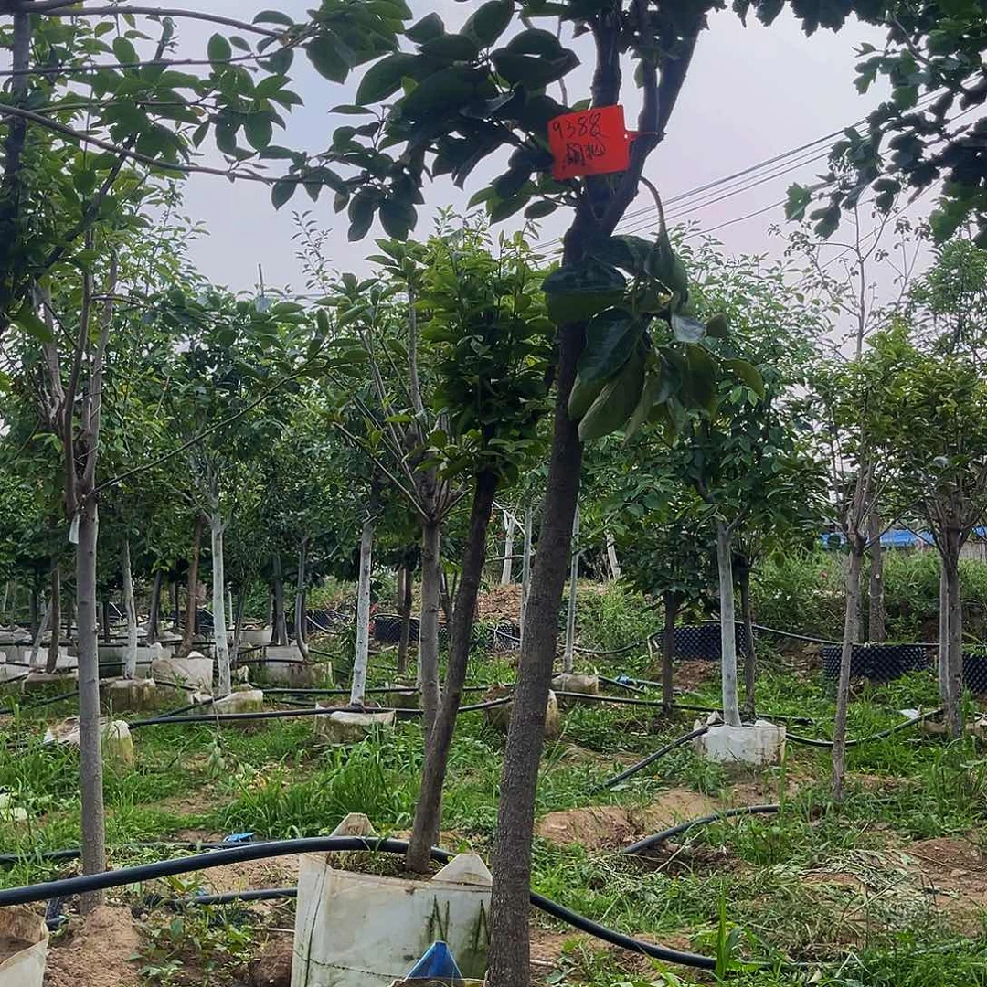 一棵脆甜爽口柿一棵磨盘柿