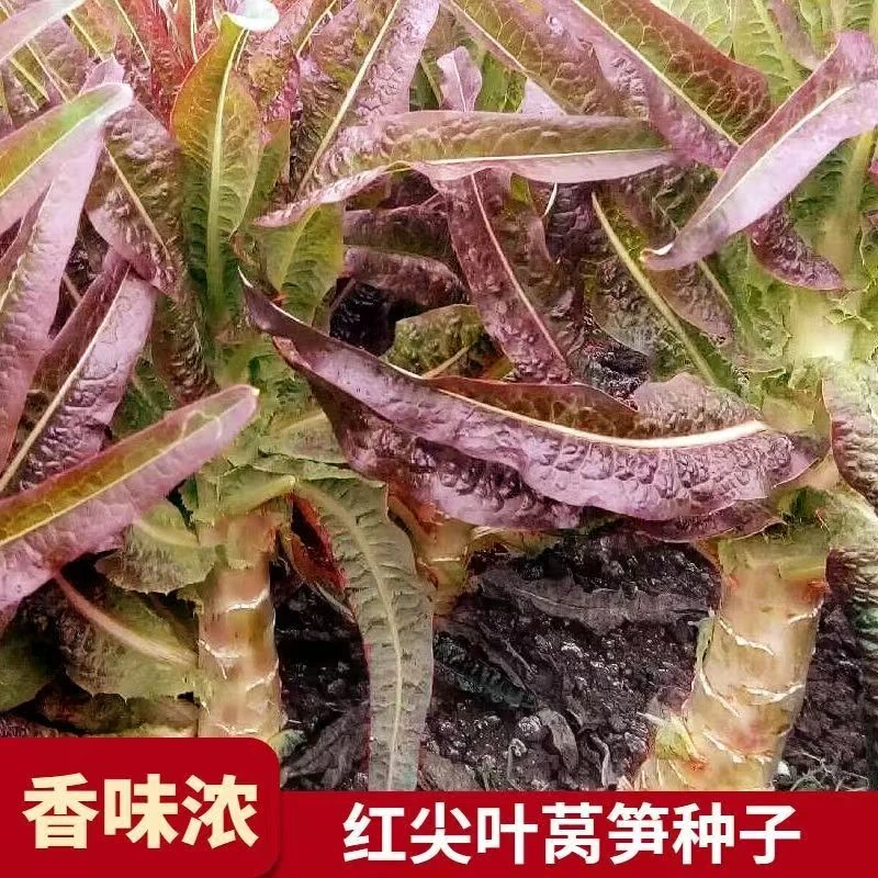 【全店满8包包邮】红皮莴笋种子