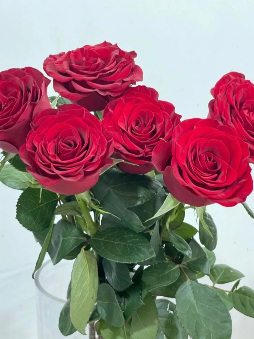 【38女神节】高原红弗洛伊德组合客厅卧室云南直发花束高级浪漫