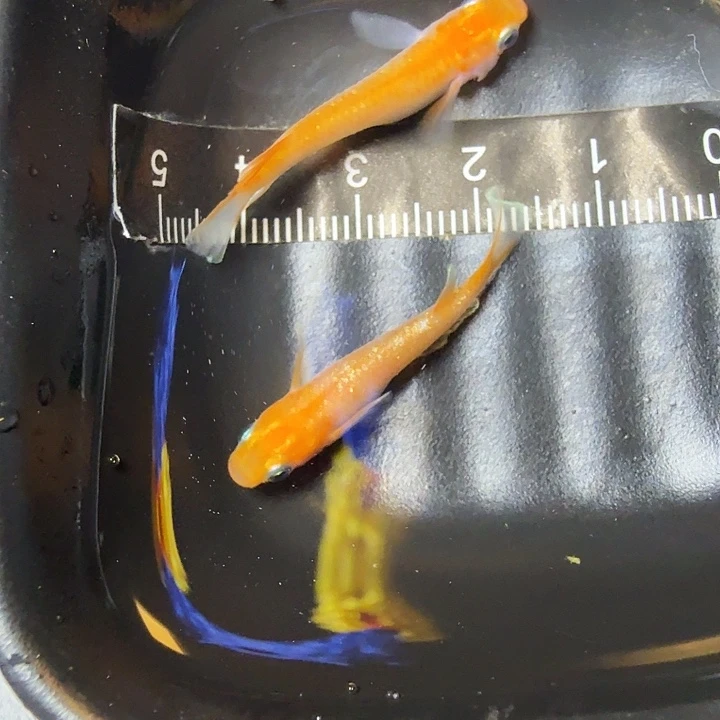 青鳉鱼54号拍品林血赤壁