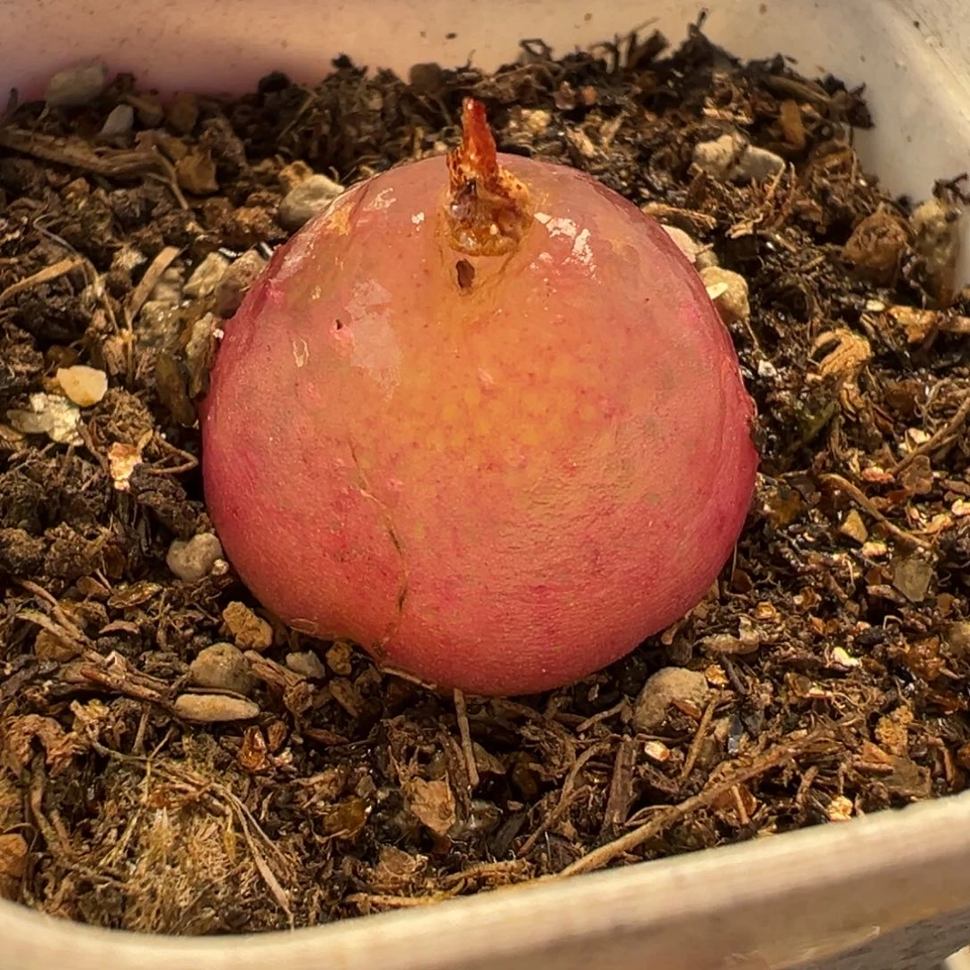 011多肉植物种类多样