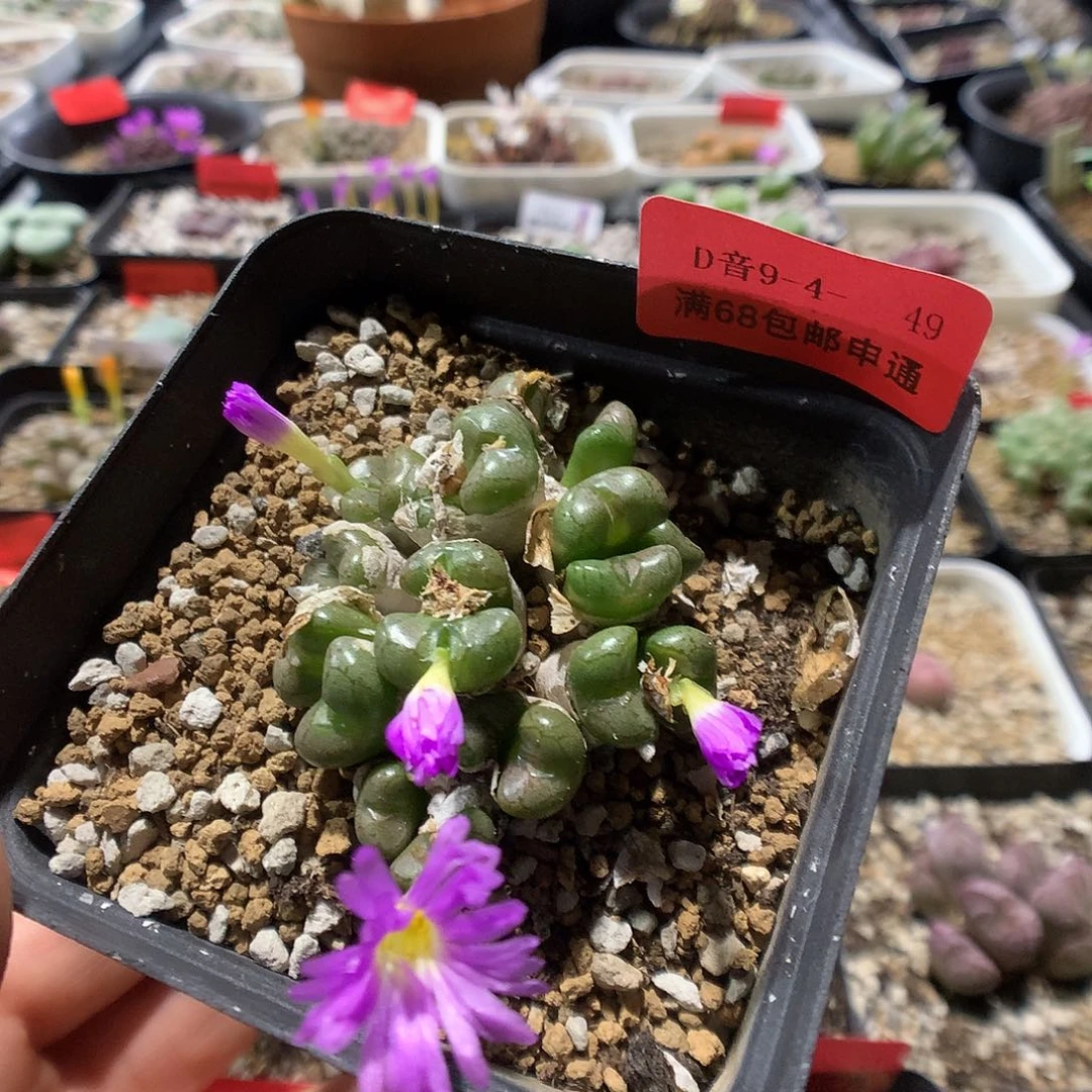 9-4-49           紫花小t