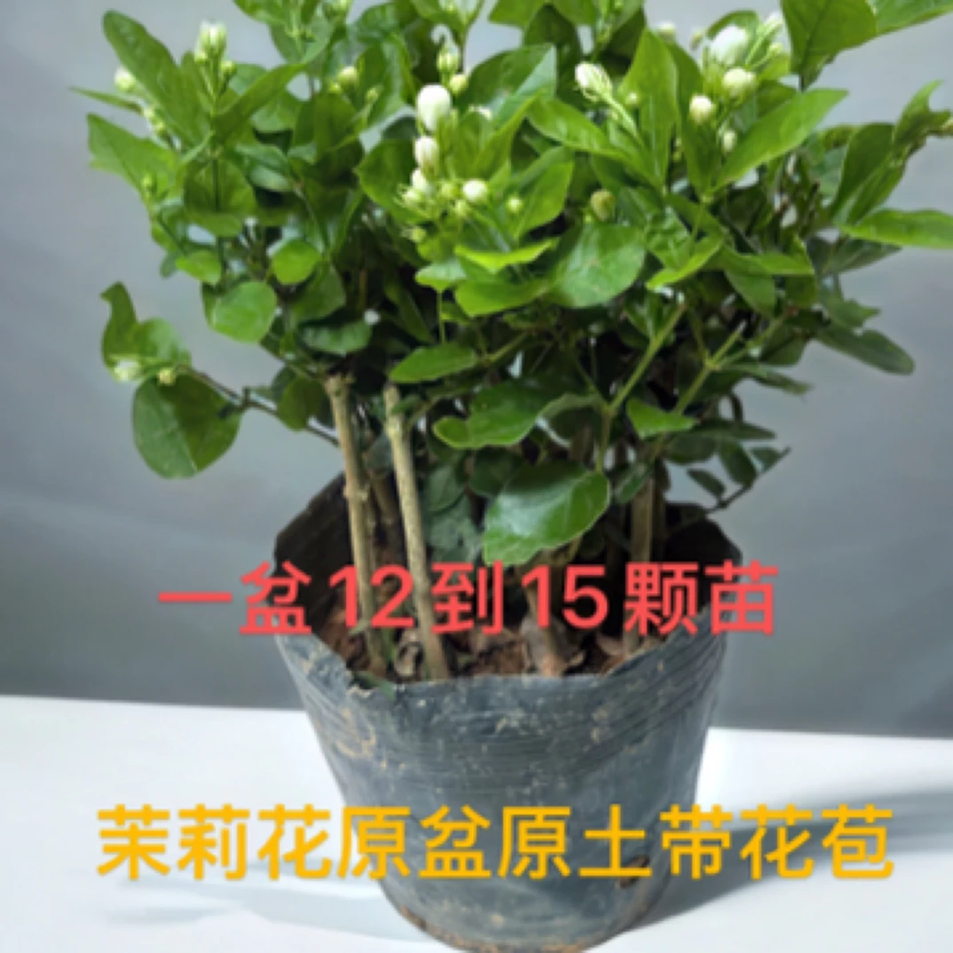 茉莉花苗盆栽带花苞四季开花浓香型室内外好养绿植花卉