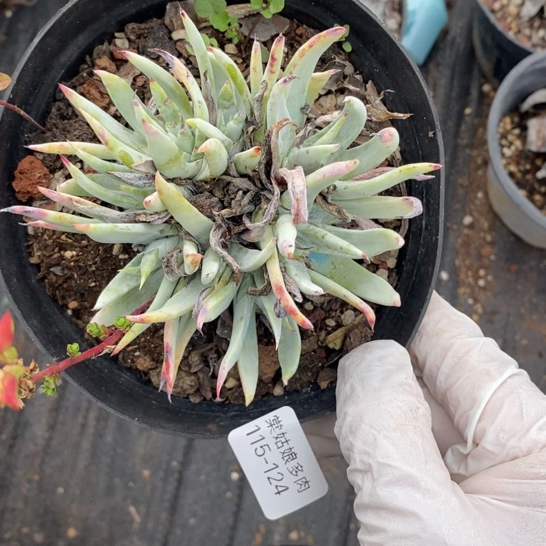 124号奴婢吉娜瑕疵瑕疵