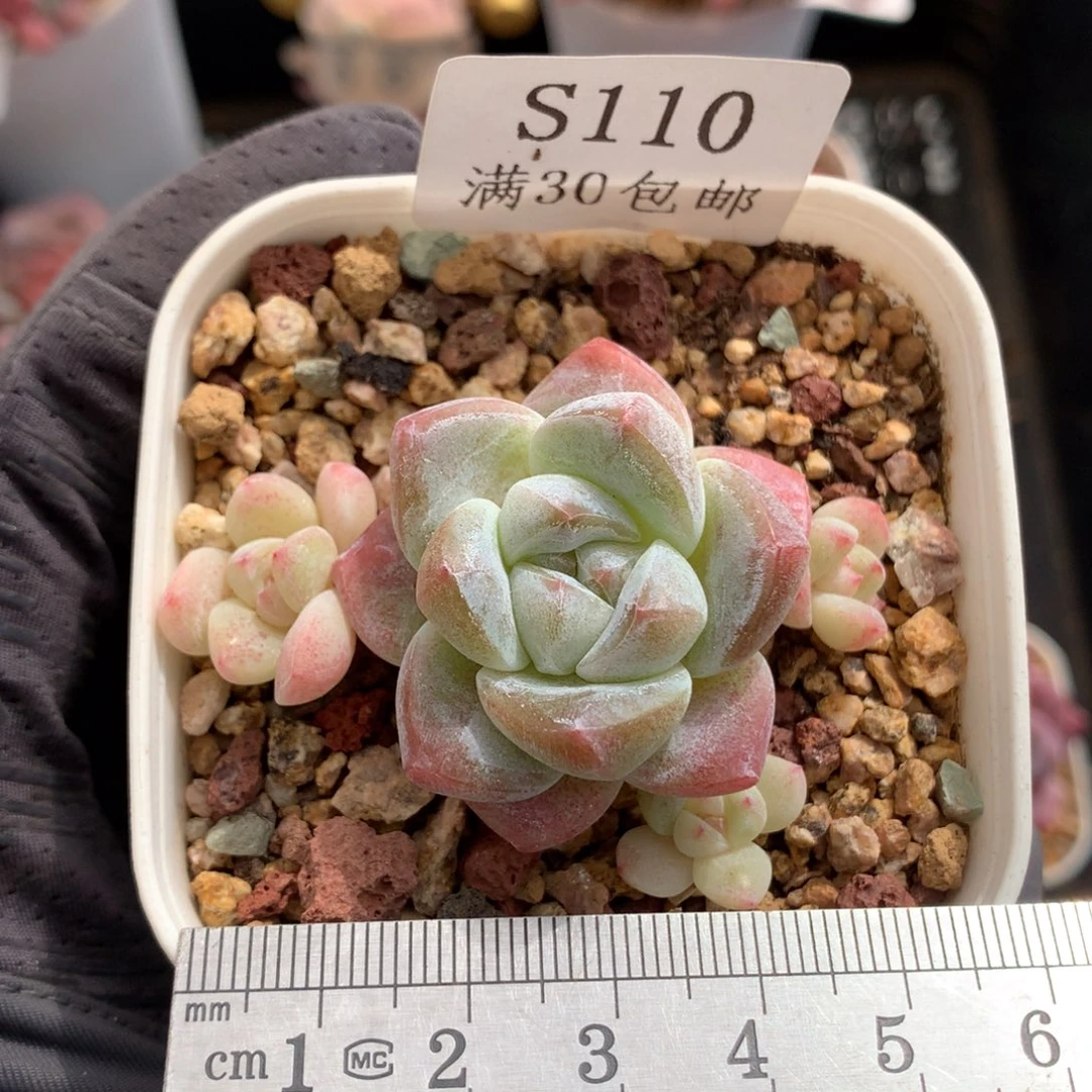 110。粗腿老桩白底冰玉。