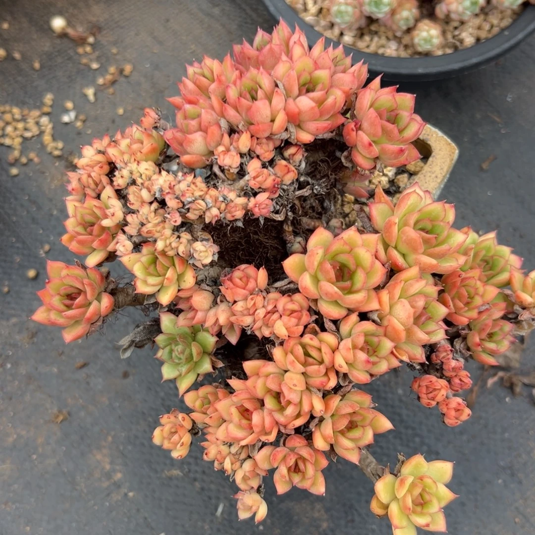 多肉缀化老桩微瑕