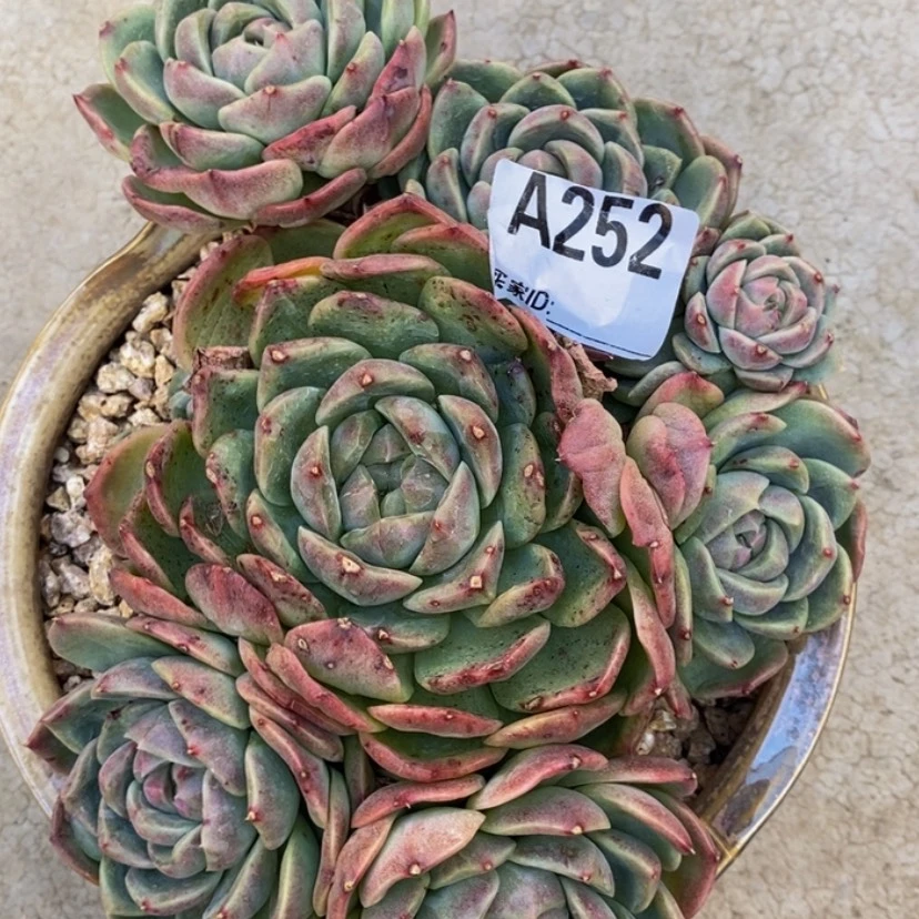 【闪购商品】陆*子