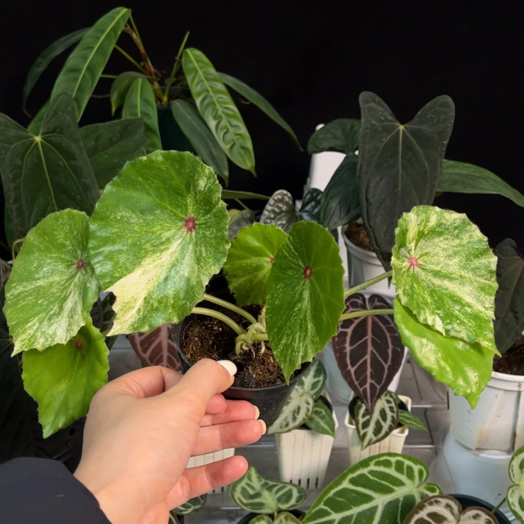 无花朵胭脂锦（4566）