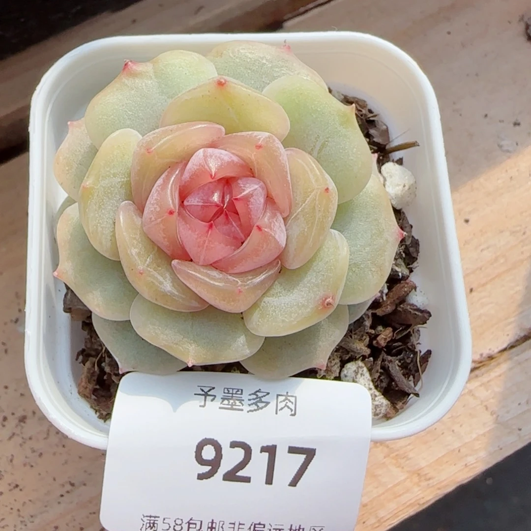 粉恋，9217多肉植物