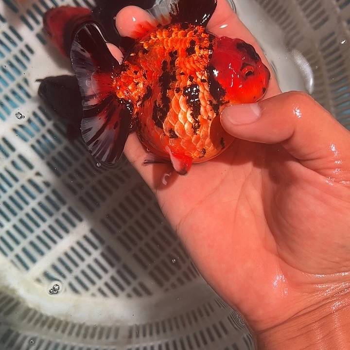 金鱼包邮123456789