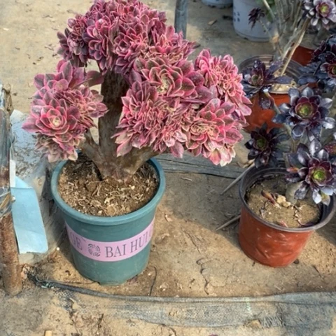 作**过粉女巫缀9多肉植物法师