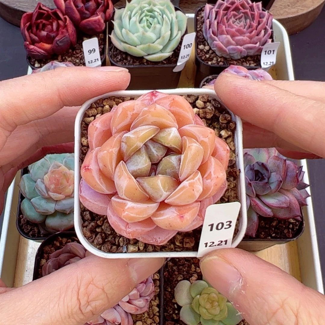 好好看103、哈哈哈哈