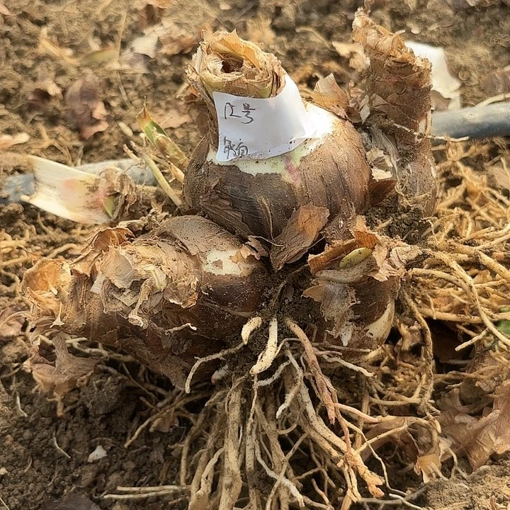 杂白坨12号开花无售后