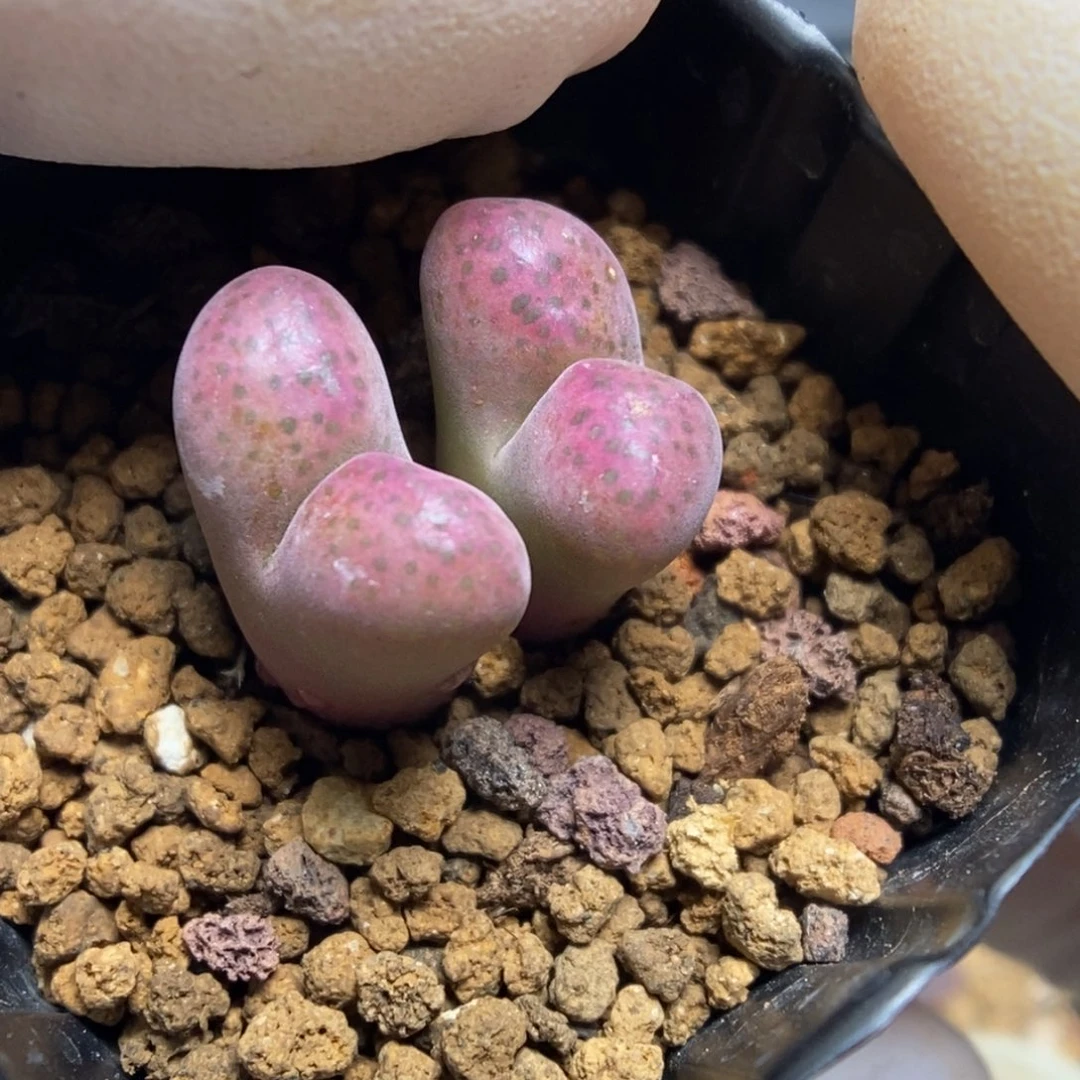 多肉植物肉锥杂交K-4941 风铃杂 腮红脸
