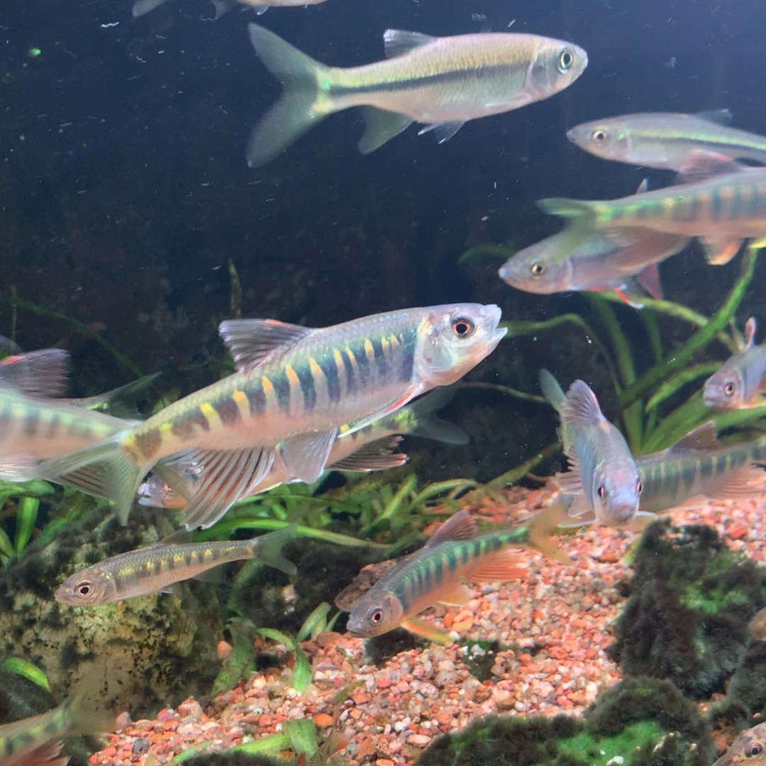 工具鱼长鳍躐6-8/15条