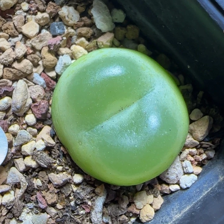 拉登2.4+多肉植物309