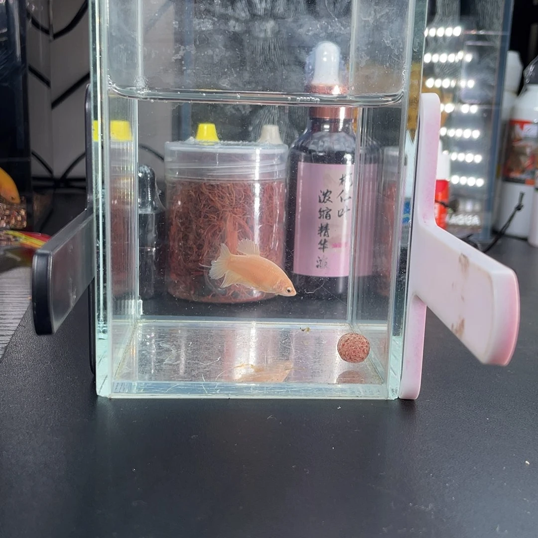 斗鱼24k金母鱼001号