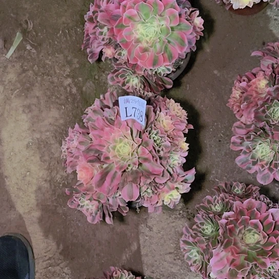 738白凤多肉植物