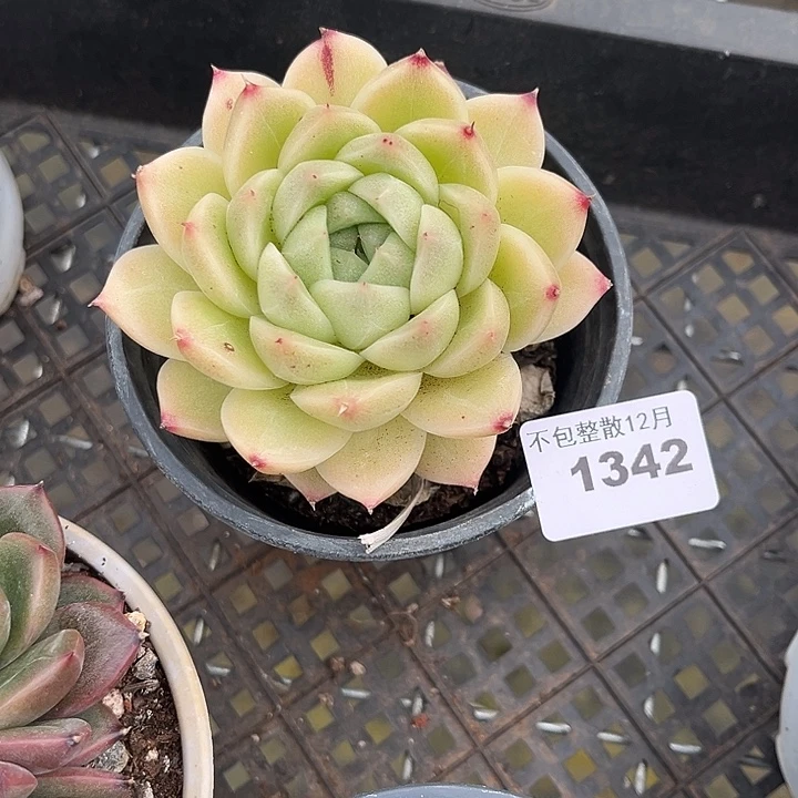 阿雅园艺。       1342