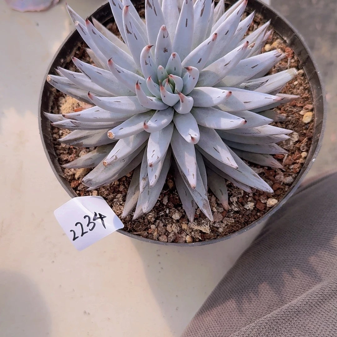 2234魔爪多肉植物