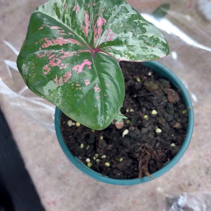 不开花植物六月新娘