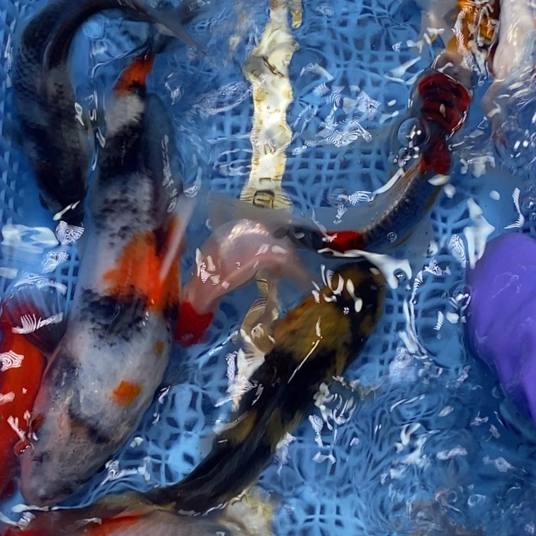 锦鲤冷水锦鲤包邮