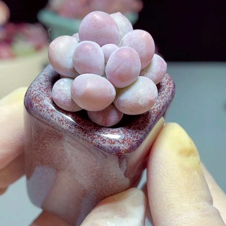 汤圆样品1颗带盆号1