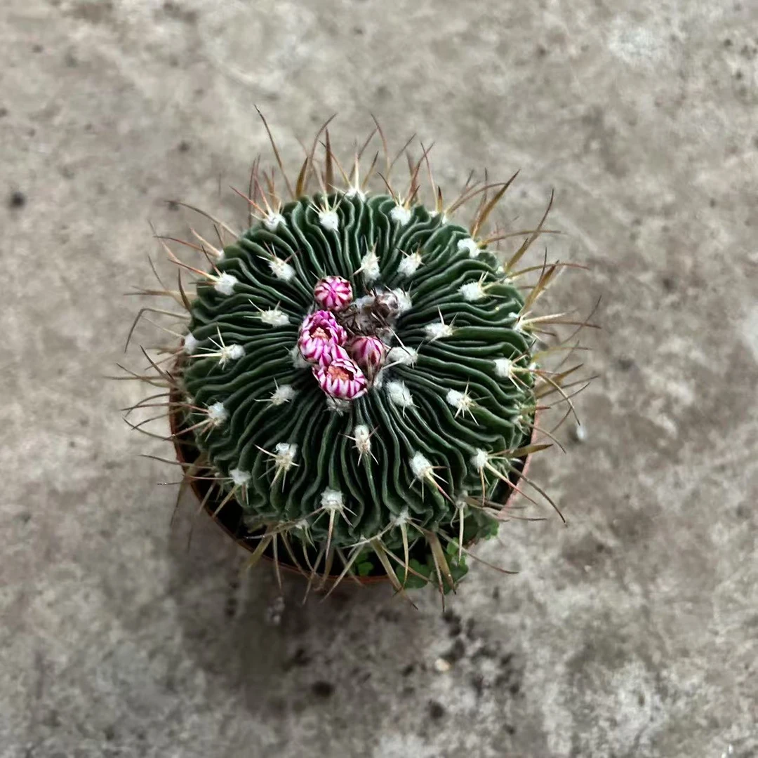 雪顶多菱玉  仙人球夏型种绿植盆栽桌面阳台办公室摆件