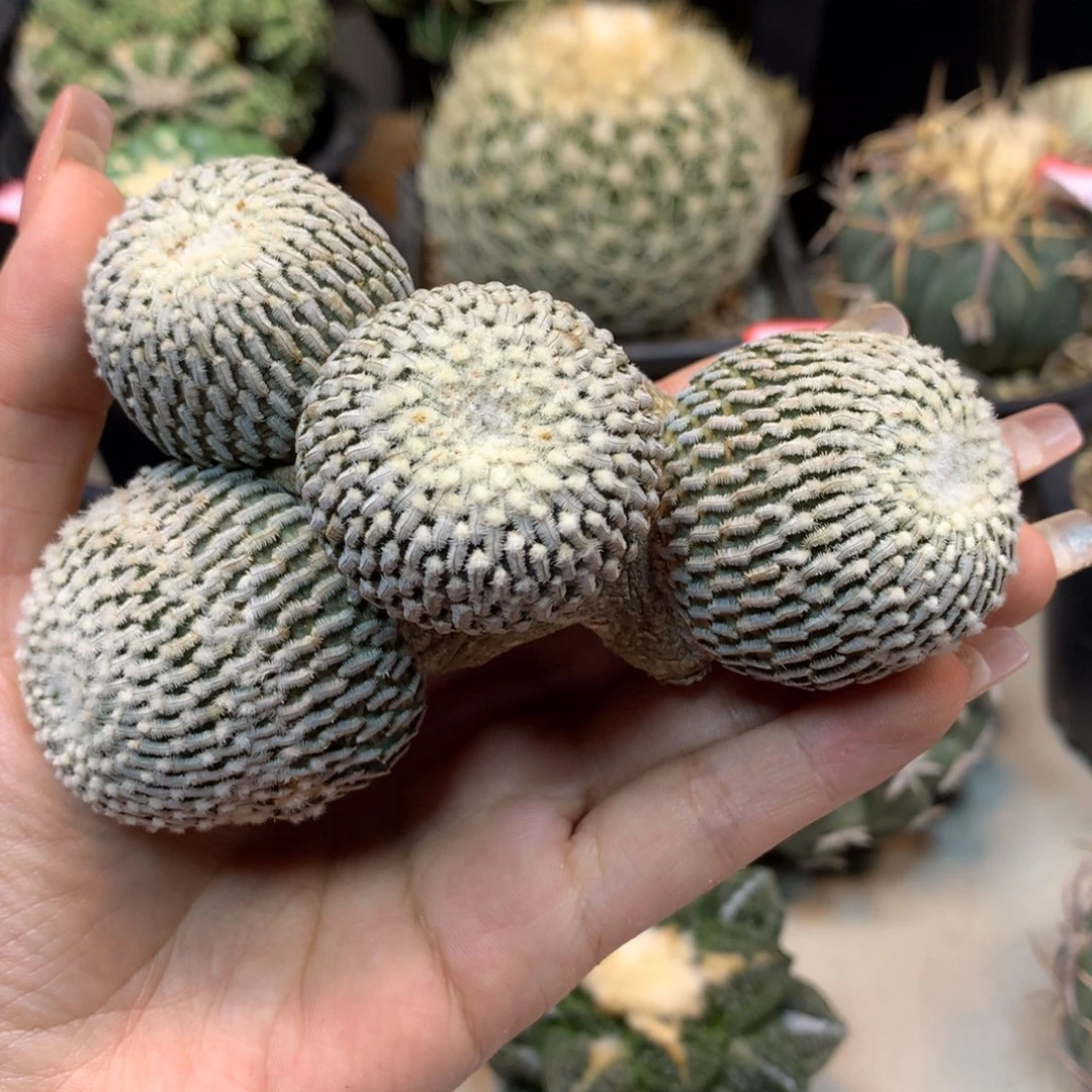 43号 出根芽 金巧殿11公分 底部老皮