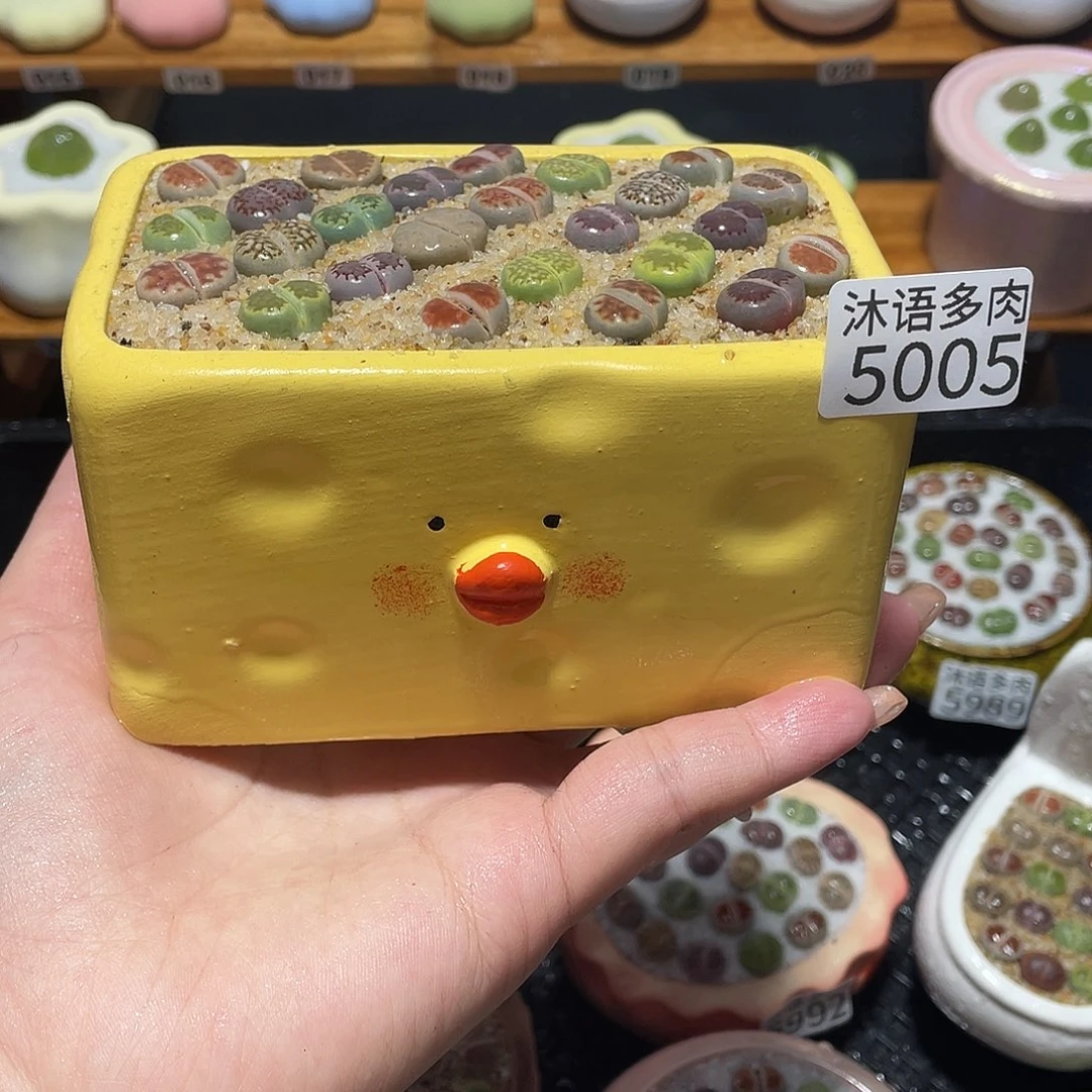 带盆土植物 一物一拍5005